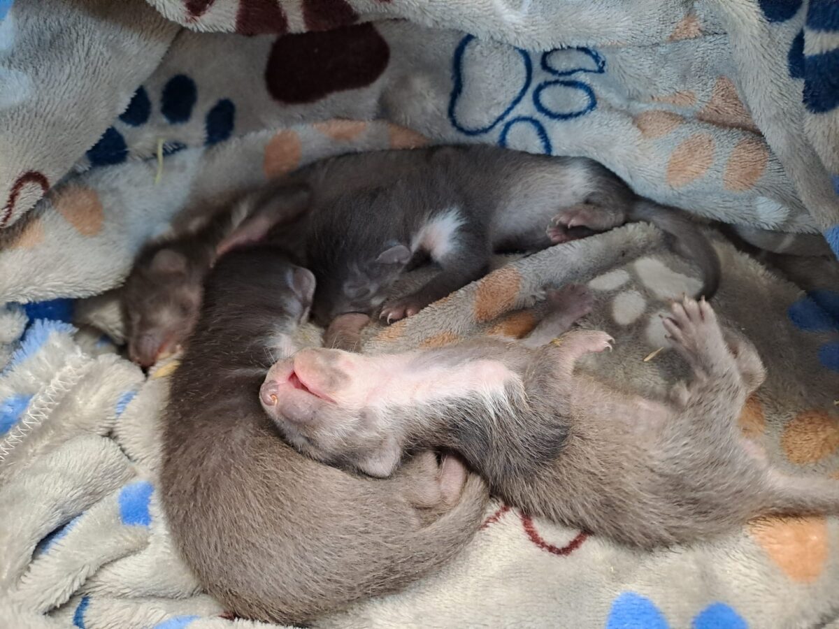 Mutter bei Hausabriss geflohen: Vier Marderbabys fast verhungert
