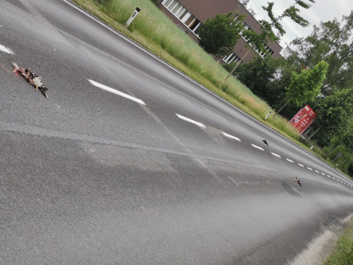 Schock in Braunau: Drei Enten vor Schule totgefahren - Fahrerflucht!