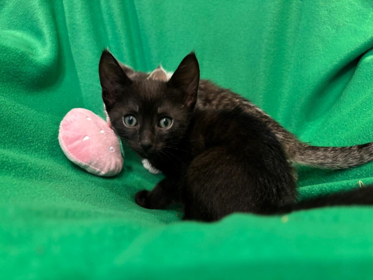 Schwarze Katze bei Pfotenhilfe