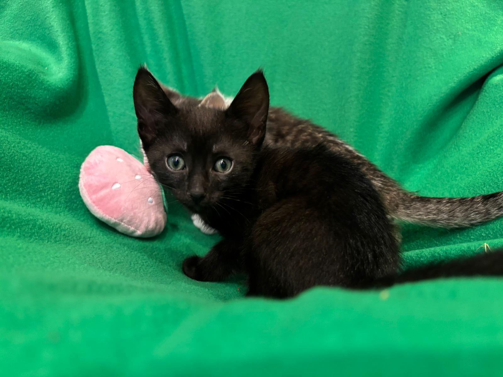 Schwarze Katze bei Pfotenhilfe
