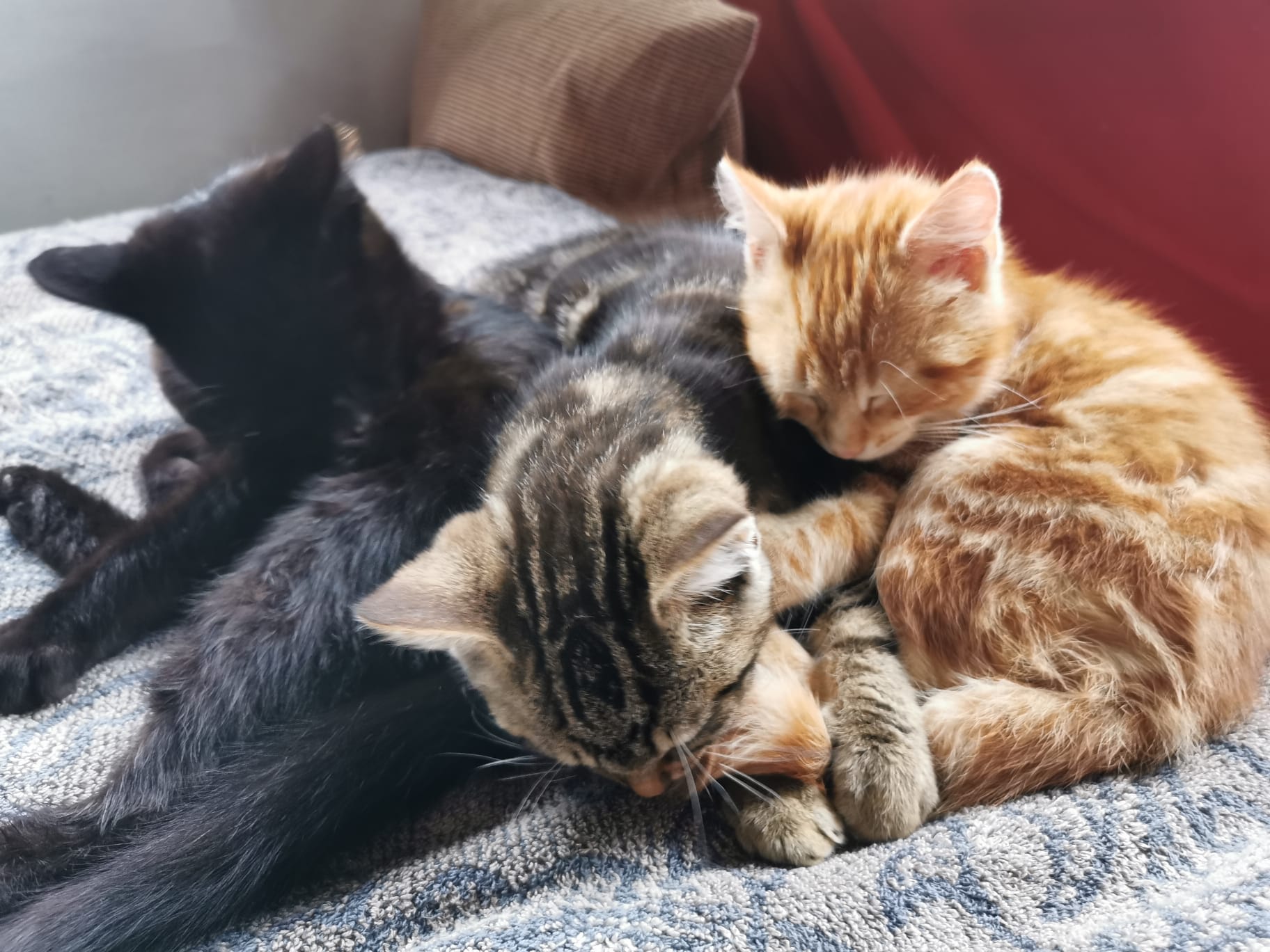 Lebensgefahr: Drei Katzenbabys am Straßenrand "entsorgt"