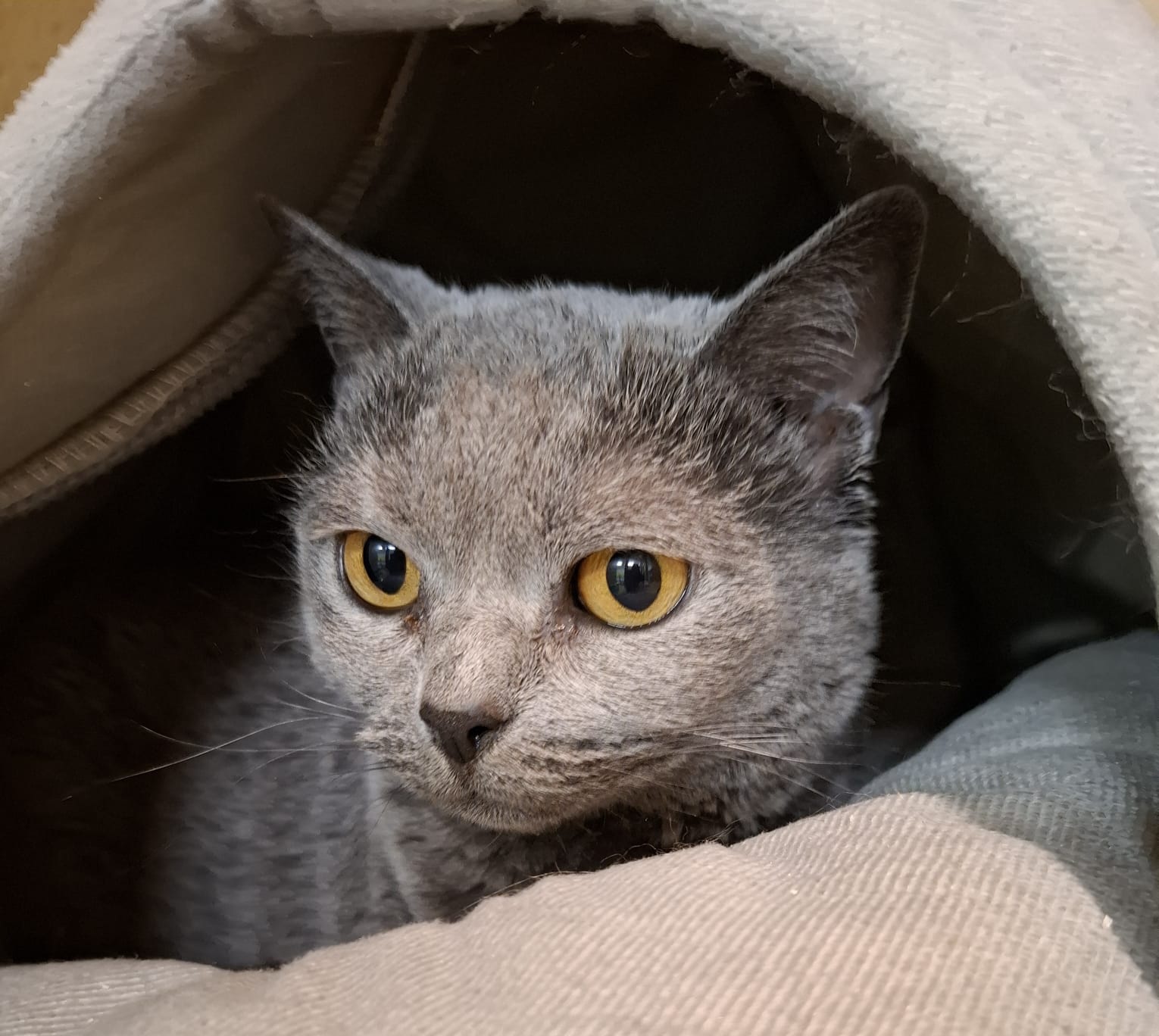 Katze Luna will kaum mehr essen.